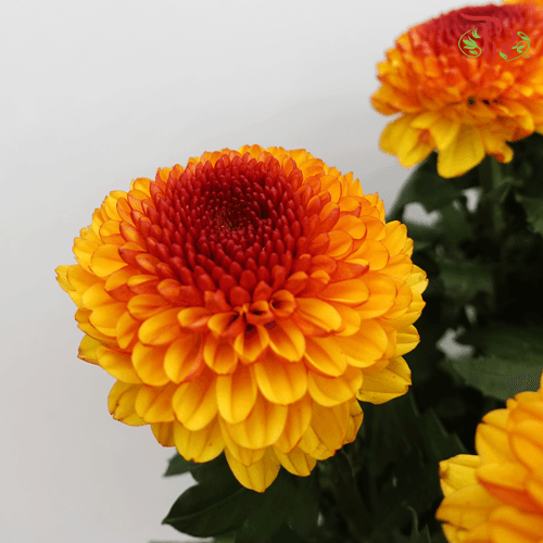 Chrysanthemum Ping Pong - Orange Tone (12 Stems) - Pudu Ria Florist