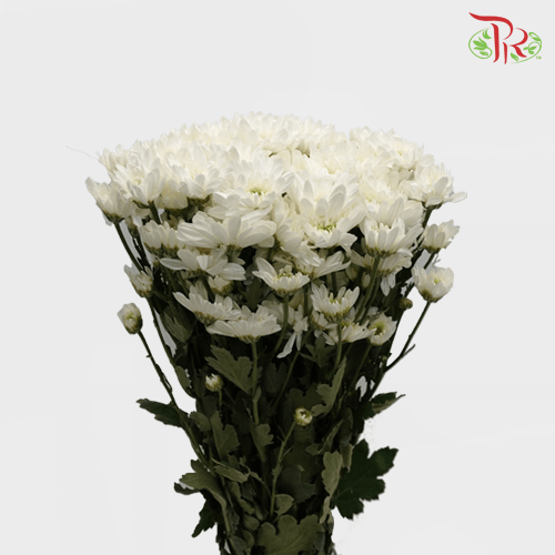 Chrysanthemum Pompom - White (12 Stems) - Pudu Ria Florist