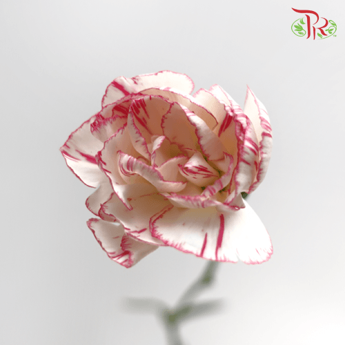 Carnation Spray - White With Pink Line (19-20 Stems) - Pudu Ria Florist