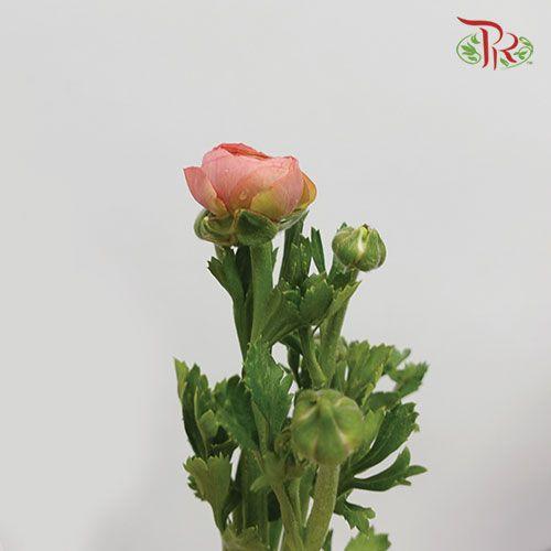 Ranunculus - Champagne (10 Stems) *Small Bud (Fragile) - Pudu Ria Florist