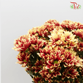 Chrysanthemum Pompom - Mix Red (12 Stems) - Pudu Ria Florist