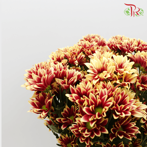 Chrysanthemum Pompom - Mix Red (12 Stems) - Pudu Ria Florist
