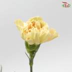 Carnation Special Colour - Chamelon ( 18-20stems ) - Pudu Ria Florist