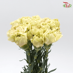 Carnation Special Colour - Chamelon ( 18-20stems ) - Pudu Ria Florist