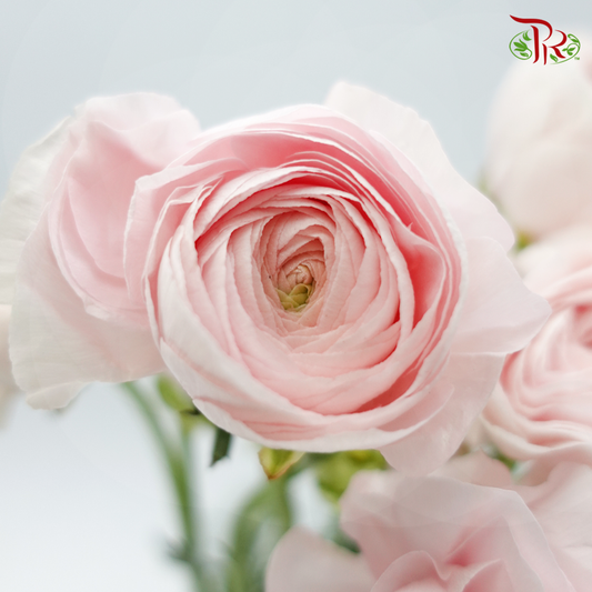 Ranunculus - Light Pink (10 Stems) ***FRAGILE - Pudu Ria Florist