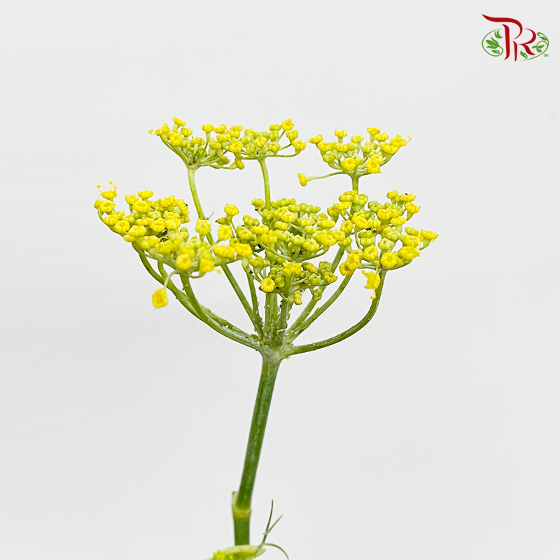 Ammi Majus - Yellow (10 Stems) - Pudu Ria Florist