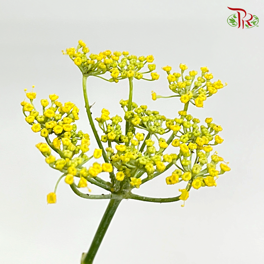 Ammi Majus - Yellow (10 Stems) - Pudu Ria Florist