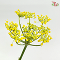 Ammi Majus - Yellow (10 Stems) - Pudu Ria Florist