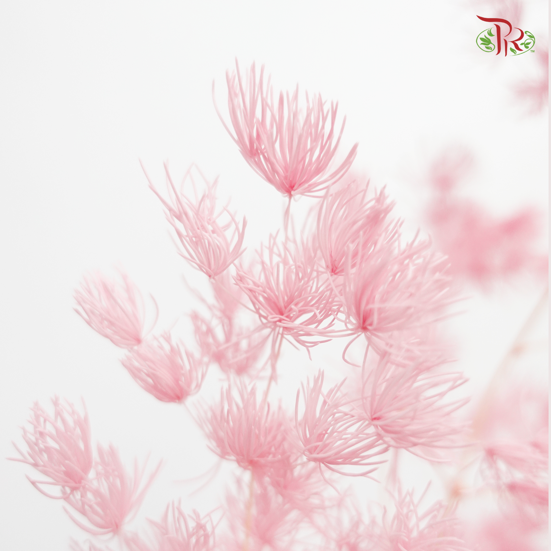 Preserved Asparagus Leaf - Pink (Per Bunch) - Pudu Ria Florist