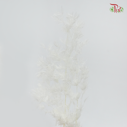 Preserved Asparagus Leaf - White (Per Bunch) - Pudu Ria Florist