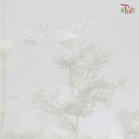 Preserved Asparagus Leaf - White (Per Bunch) - Pudu Ria Florist