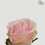 F'Tina - Pink Avalanche (10 Stems) - Pudu Ria Florist