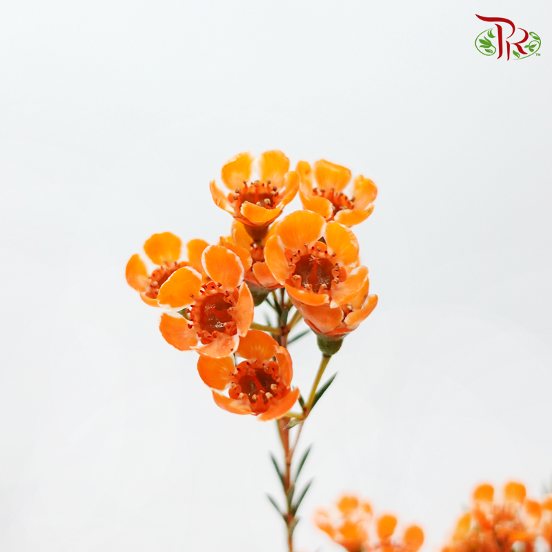 Wax Flower - Orange (Per Bunch) - Pudu Ria Florist