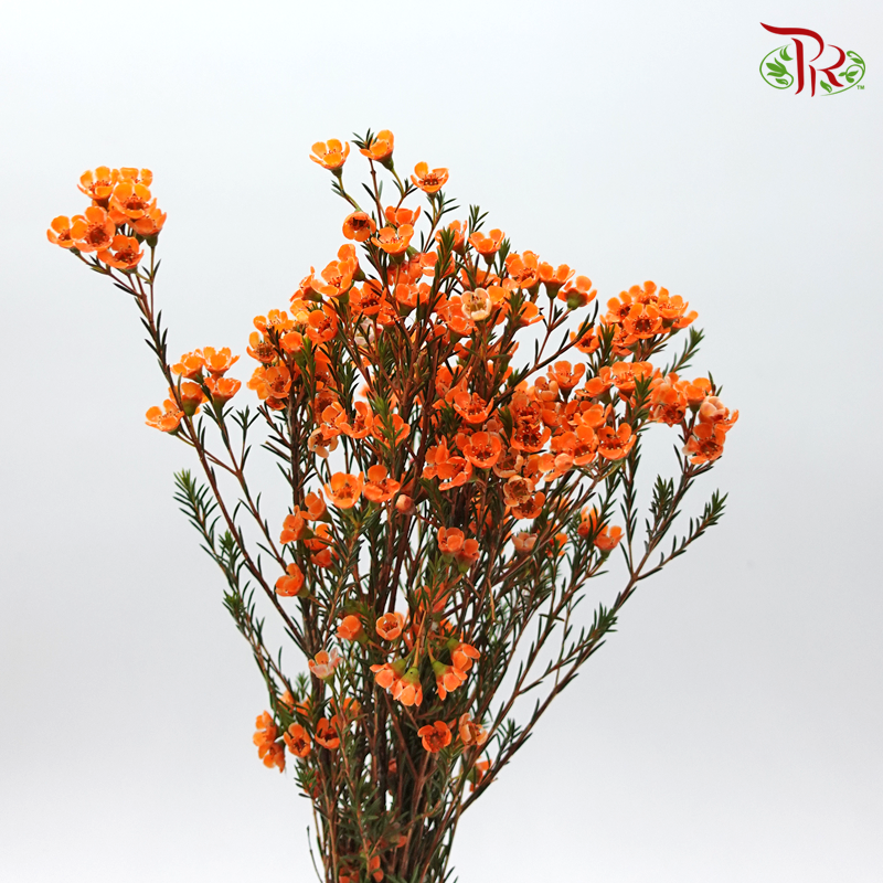 Wax Flower - Orange (Per Bunch) - Pudu Ria Florist
