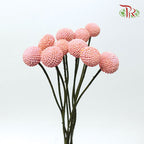 Craspedia Preservative - Peach (Per Bunch) - Pudu Ria Florist