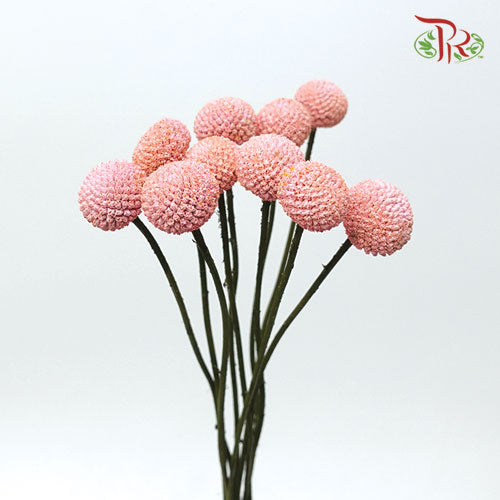 Craspedia Preservative - Peach (Per Bunch) - Pudu Ria Florist