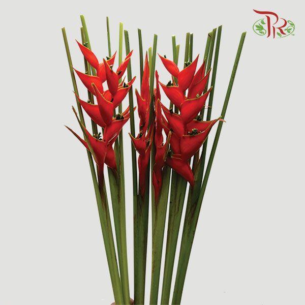 Crab Craw Red - (Per Stem) - Pudu Ria Florist