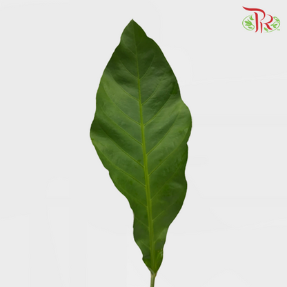 Rainforest - (S) - Pudu Ria Florist