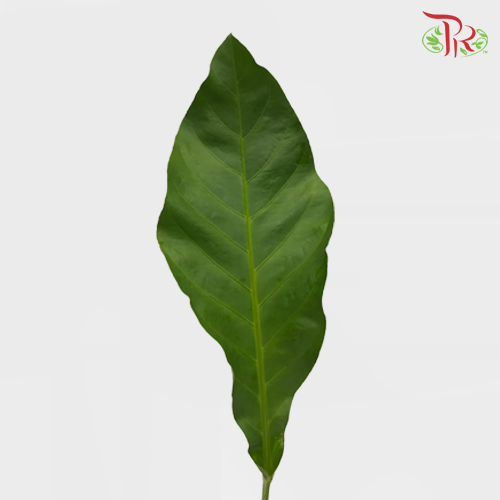 Rainforest - (M) - Pudu Ria Florist