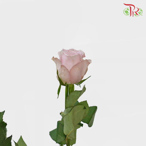 Rose - Corsette (10 Stems) - Pudu Ria Florist