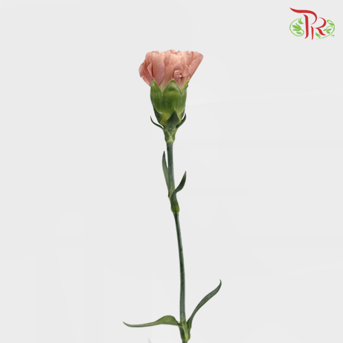 Carnation Special Colour - St The Love Of Cuba  (18-20 Stems) - Pudu Ria Florist