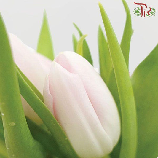 Tulip - Light Pink (9-10 Stems) - Pudu Ria Florist
