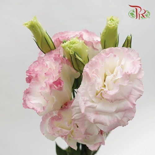 Eustoma - Pink White (700-800 Gram) - Pudu Ria Florist