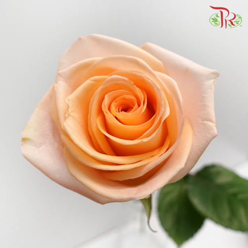 Rose - Tiffanny (25 Stems) - Pudu Ria Florist