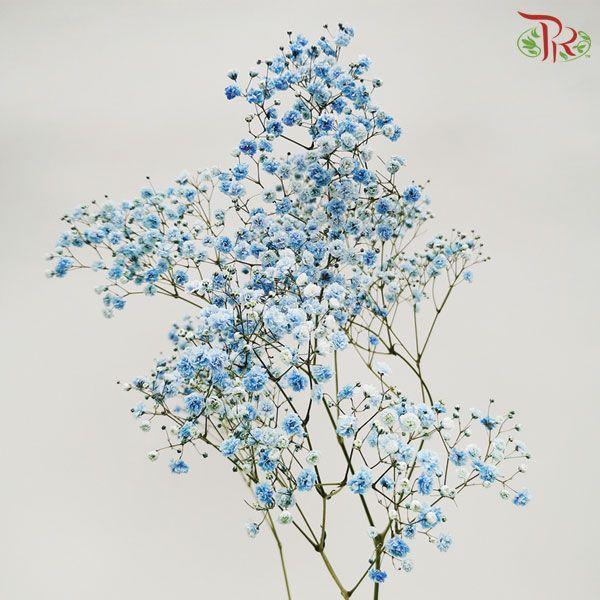 Baby's Breath Dyed - Blue (10 Stems) - Pudu Ria Florist