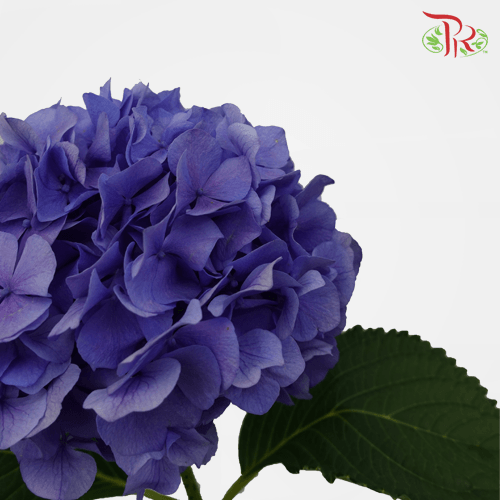 Hydrangea - Dark Blue (Per Stem) - Pudu Ria Florist