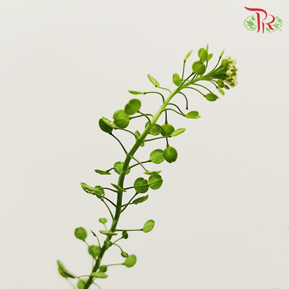 Thlaspi Green Bell - Per Bunch - Pudu Ria Florist