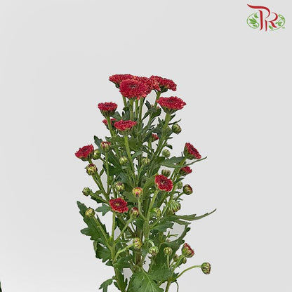 Calimero Mini Pom Pom - Red Improved (10 Stems) - Pudu Ria Florist