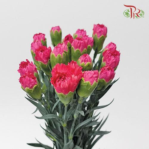 Carnation - Car Dona (19-20 Stems) - Pudu Ria Florist