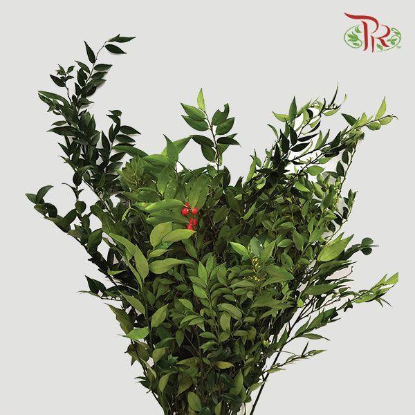 Evergreen Leaf - 万年青 - Pudu Ria Florist