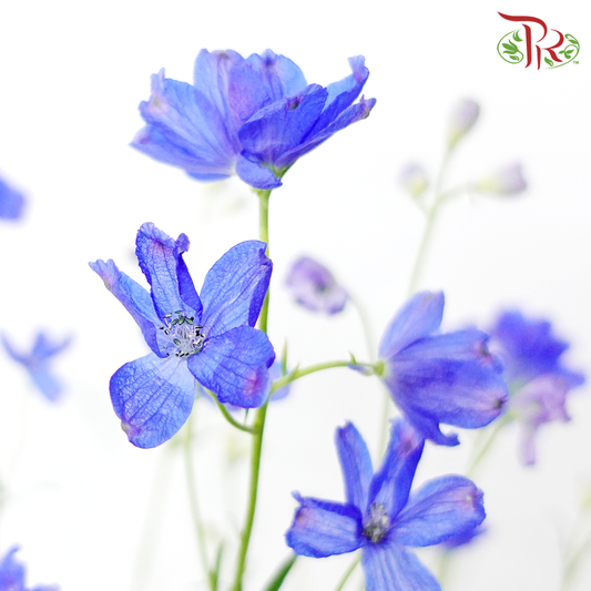 Delphinium Grandiflorum - Blue (4 Stems) - Pudu Ria Florist