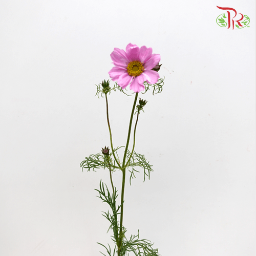 Cosmos Bipinnatus - Pink (Per Bunch) - Pudu Ria Florist