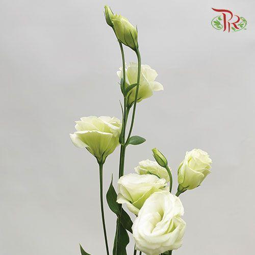 Eustoma - Green (700-800 Gram) - Pudu Ria Florist