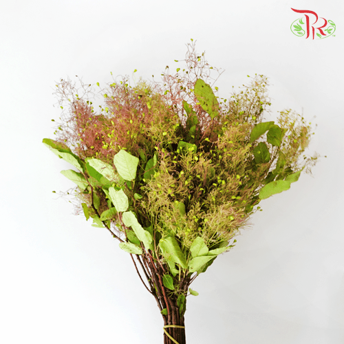 Cotinus - (Per Bunch) - Pudu Ria Florist