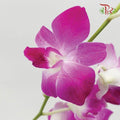 HW - Dendrobium - Orchid Bon (L) (5 Stems) - Pudu Ria Florist