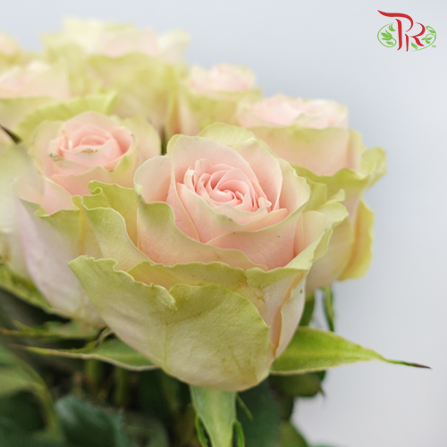 Rose Pink Athena - (10 Stems) - Pudu Ria Florist
