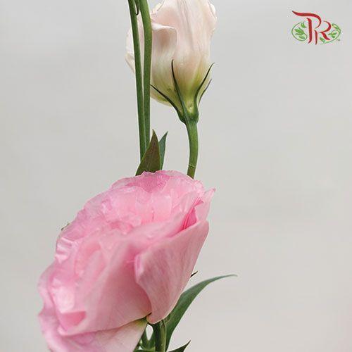 Eustoma - Pink (10 Stems) - Pudu Ria Florist