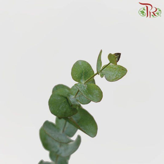 Eucalyptus - Cineria (Per Bunch) - Pudu Ria Florist