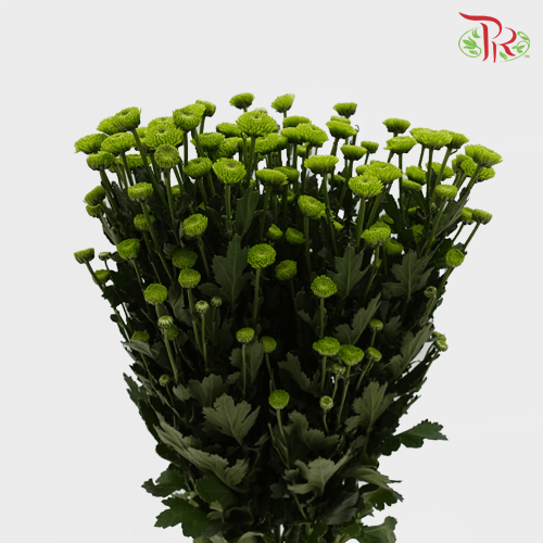 Chrysanthemum Pompom -  Button Green (12 Stems) - Pudu Ria Florist