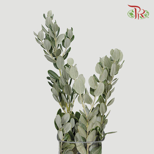 Pittosporum Ralphy - (Per Bunch) - Pudu Ria Florist