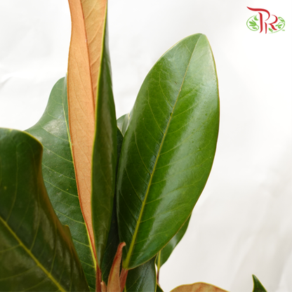 Magnolia Leaf - (Per Bunch) - Pudu Ria Florist
