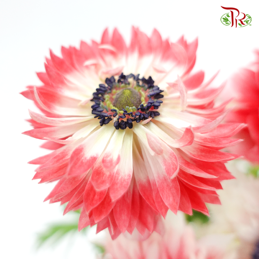 Double Petals Anemone - Red (5 Stems) ***FRAGILE - Pudu Ria Florist