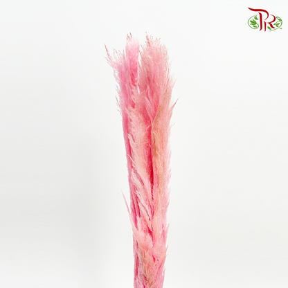 Dry Pampas 120cm - Light Pink (5 Stems) - Pudu Ria Florist