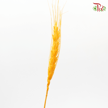 Dried Wheatgrass - Orange (Per Bunch) - Pudu Ria Florist