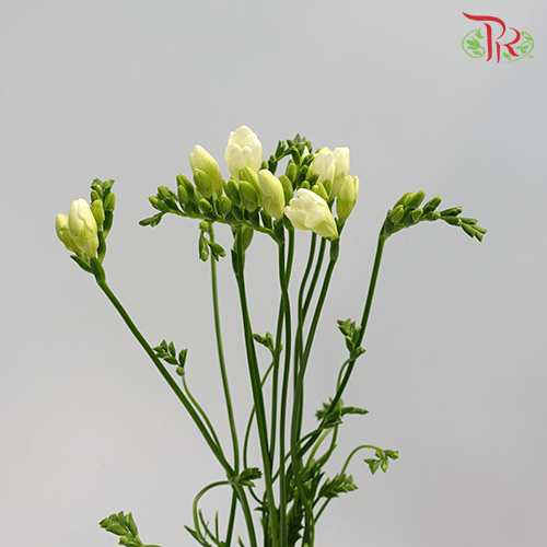 Freesia - White (10 Stems) - Pudu Ria Florist