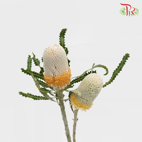Banksia Prionotes / Menziesii 1 - (2 Stems) - Pudu Ria Florist